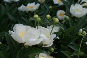 Bijūnas (Paeonia lactiflora) 'Lotus Queen'